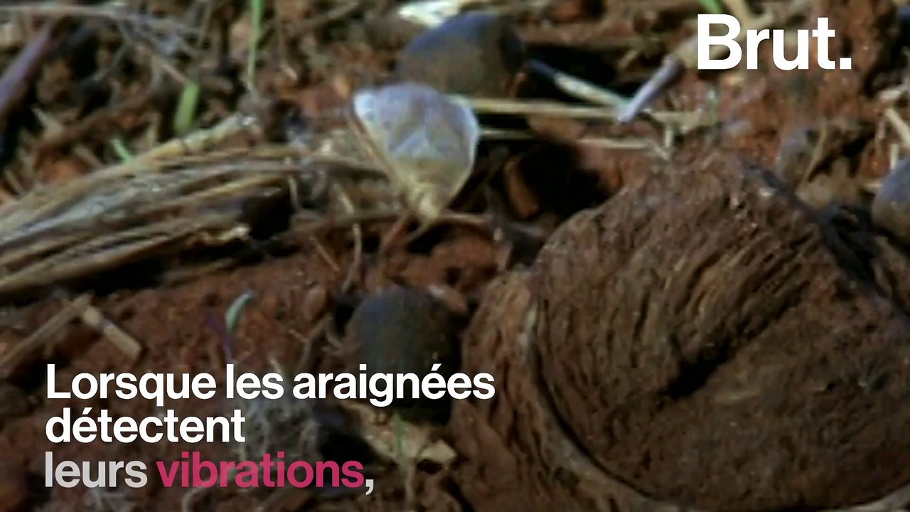 La technique de chasse des araignées trappe