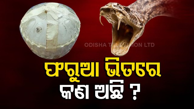 Snake Venom Worth Rs 1.5 Crores Seized In Deogarh