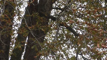 KMTV conquered by conkers