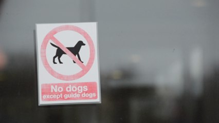 Brexit sees growth in pet travel