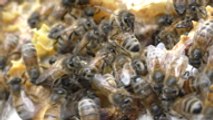 Life-saving plans for Kent's bee population