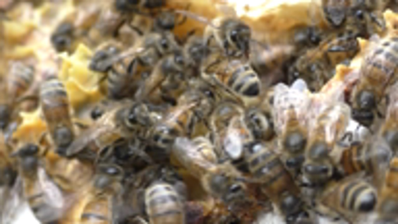 Life-saving plans for Kent's bee population