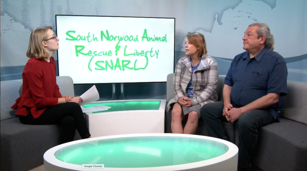 Infamous Croydon cat killer might be behind brutal death of a cat in Folkestone