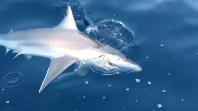 Amatör balıkçı 1,5 metrelik köpek balığı yakaladı