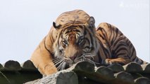 Howletts Wild Animal Park welcomes a new tiger