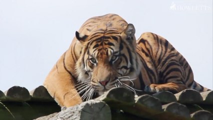 Howletts Wild Animal Park welcomes a new tiger