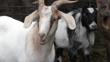 Landmark research reveals goats recognise human smile