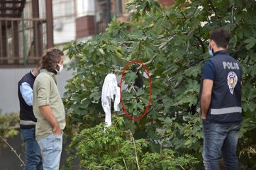 Son dakika haber! ANTALYA'DA, AĞAÇTA 4 KEDİ ÖLÜSÜ BULUNDU