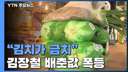 "김치가 금치"...배춧값 폭등에 김장철 울상 / YTN