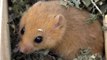 Herne Bay wildlife centre's call to save the dormice