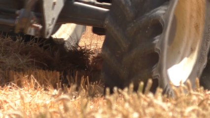 Thanks to heatwave- vineyards across Kent report bumper crop