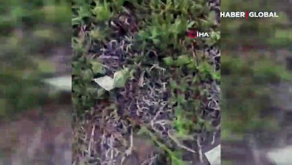 Kaliforniya'da zırhlı araçtan yola saçılan dolarları toplamak için birbirleriyle yarıştılar