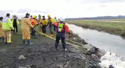 Phone video helps save horse struggling in water