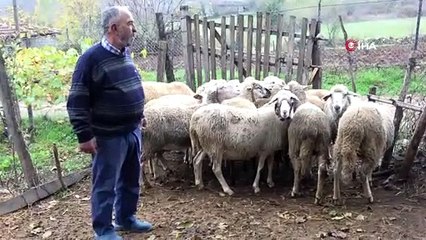 Kurtlar köye dadandı köylü korku içinde