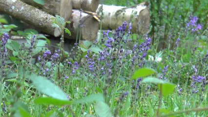 Bluebells' flowering season will soon be coming to an end