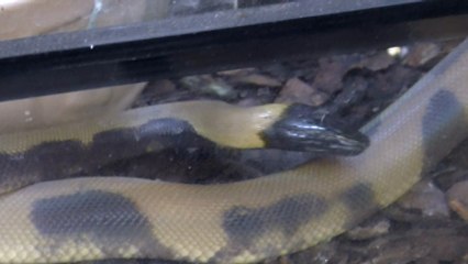 RSPCA gives warning after huge rise in snakes found in the wild in Kent