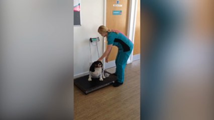 Bulging Borris chosen for national pet slimming competition