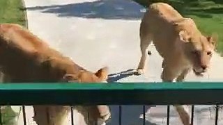 Cute Lions Videos Compilation Cutest Animals Moments || Kumar Amrit