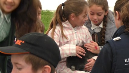 Kent primary school children learn about farming at Kent Showground