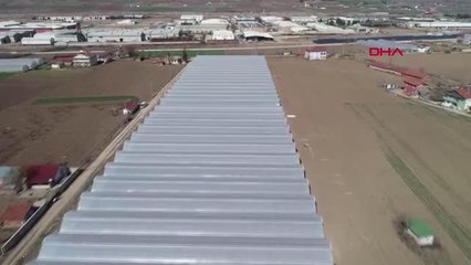 TOKAT'TAN YURT DIŞINA KESME ÇİÇEK İHRACATI