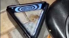 Esta rana ha tenido bastante ! LOL