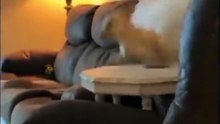 Un perro que obedece a su amo !