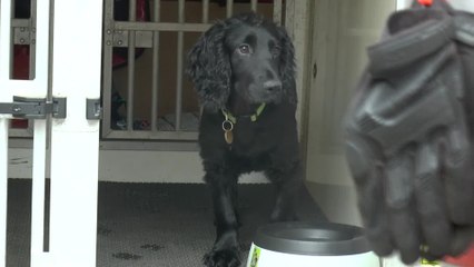 Meet Kent's four pawed firefighter in training