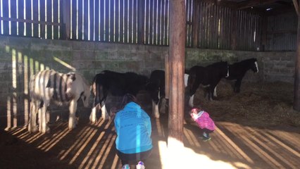 Abandoned foals taken in by rescue centre