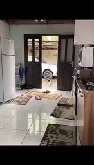 Este gato merece un premio oscar