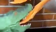 Un pato cantando cuando está herido