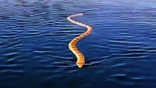 Una gran serpiente nadando en el mar es tu peor pesadilla