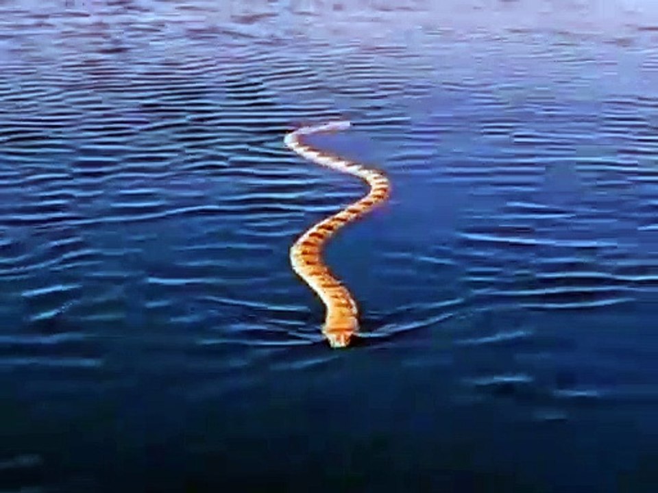 Un grand serpent qui nage dans la mer est ton pire cauchemar !