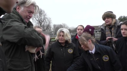 Chickens stolen from a school in Sittingbourne