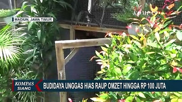 Beromzet Rp 100 Juta Perbulan, Pemuda di Madiun Sukses Kembangbiakan Unggas