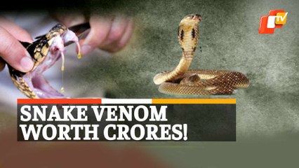 Snake Venom Worth Rs 1.5 Crore  Seized By Police