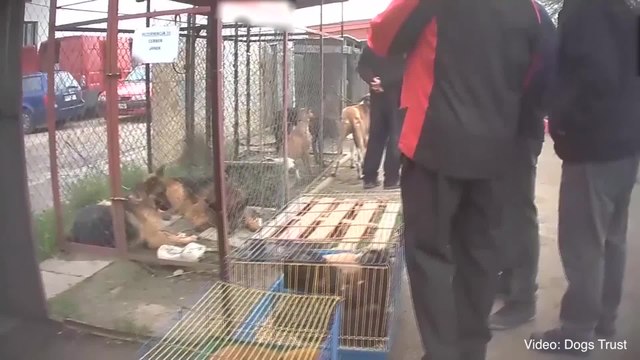 Puppies are being smuggled illegally into the country