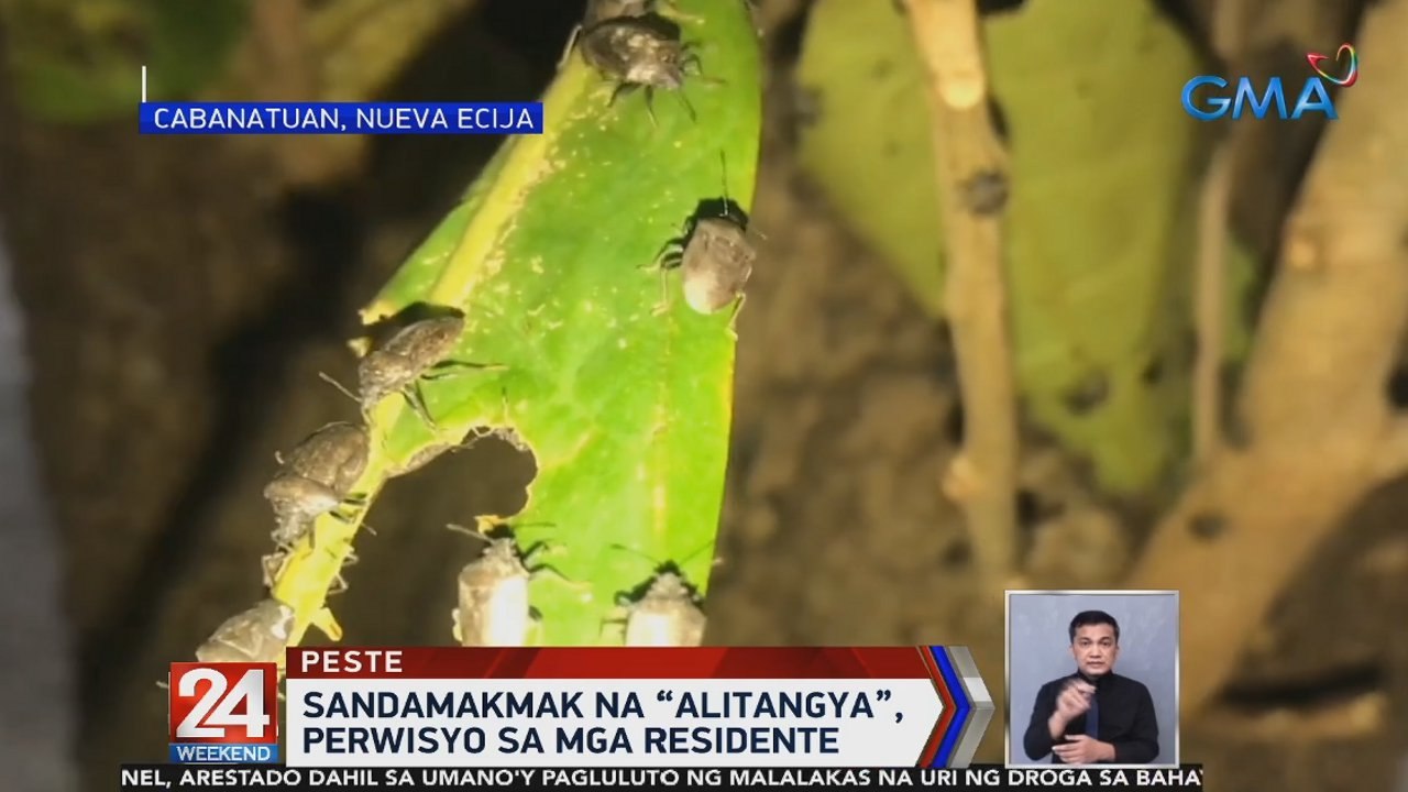 Sandamakmak na 'alitangya', perwisyo sa mga residente | 24 Oras Weekend ...