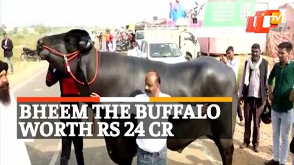 Buffalo Worth Rs 24 Crore , Meet The Giant Bheem