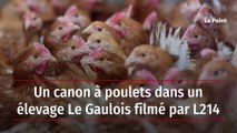 Un canon à poulets dans un élevage Le Gaulois filmé par L214