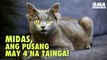 Midas, ang pusa na may 4 na tainga! | GMA News Feed