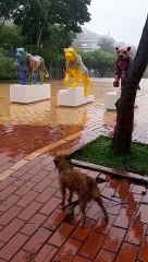 "Não curtiu: cadelinha late para obras do Jaguar Parede na Praça do Papa"
