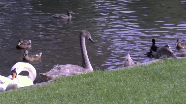 Dover District Council warn residents not to give bread to ducks