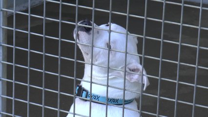 New animal cruelty laws to impact Kent