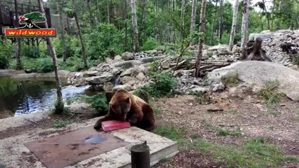 Wildwood bears enjoying ice lollies
