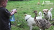 Ostrich and dogs become friends