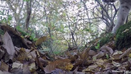 Lynx to be reintroduced into the wild