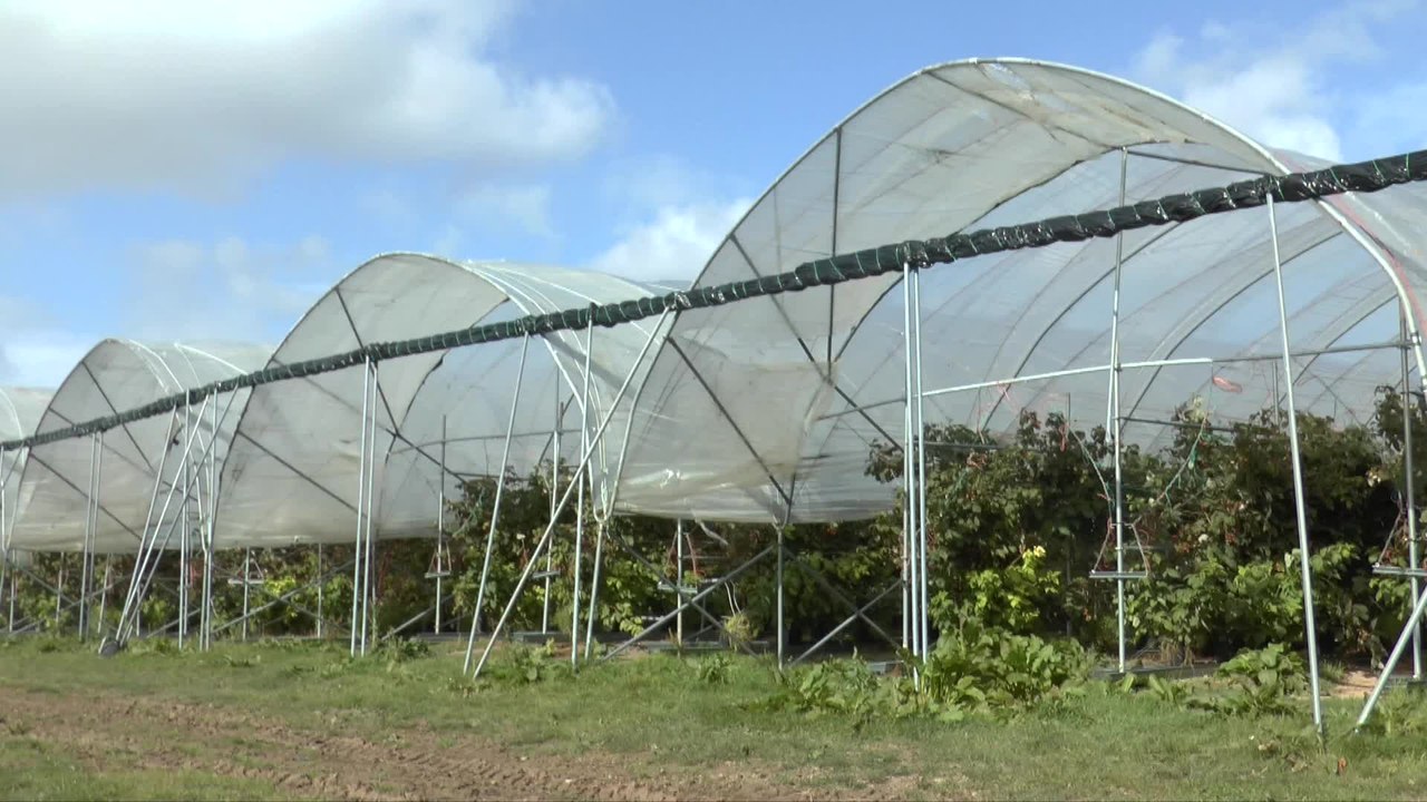Campaign group's concerns about polytunnel application