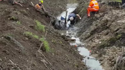 Horse rescued from six-foot deep ditch