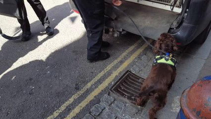 Sniffer dog Yoyo