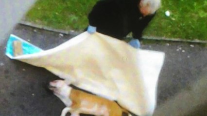 Witnesses react to dog attack